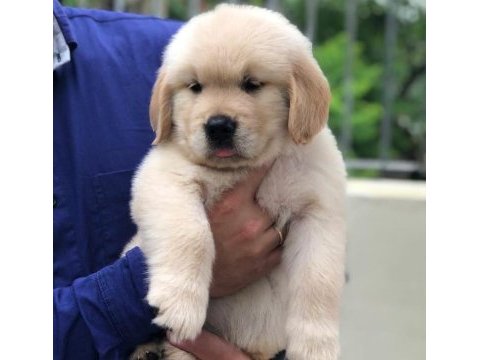 Golden retriever puppies köpekler