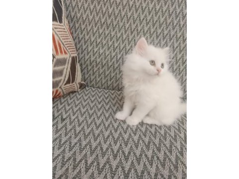 2 aylık british longhair beyaz yavrularımız