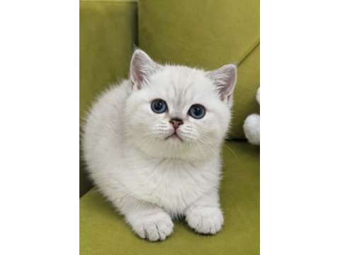 Safkan aa kalite erkek british shorthair yavrularım