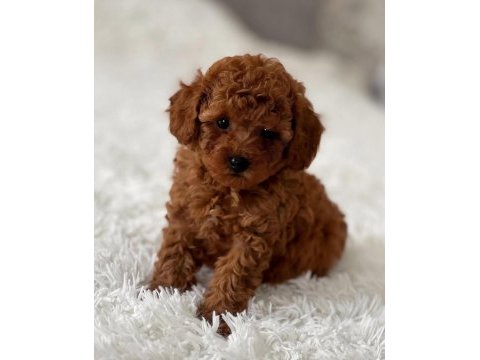Toy poodle bebekleri