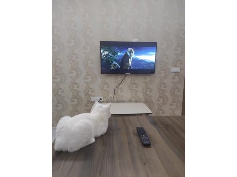 Safkan orjinal british shorthair beyaz erkek