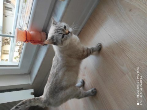 11 aylık british shorthair