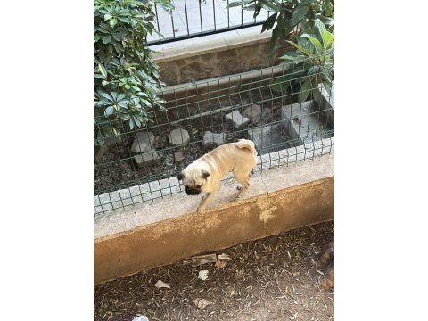Orijinal pug 3 aylık
