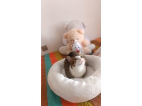 Merhaba benim adım şili