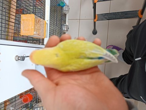 Yeme düşmüş mutasyon sevda bebekler