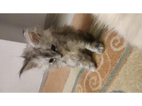 2 aylık safkan maine coon yavrularımız