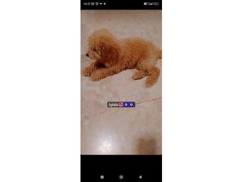 4.5 aylık poodle aşıları tam