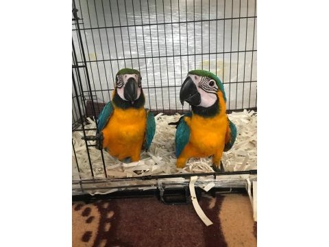 Üst düzey el besleme ara macaw full evcil