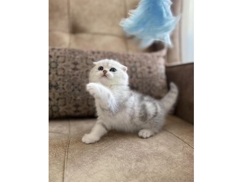 Wcf kayıtlı scottish fold özel yavrumuz