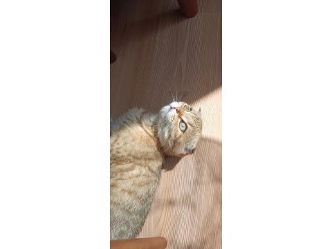 Yurt dışına çıkcam acil kedimiz
