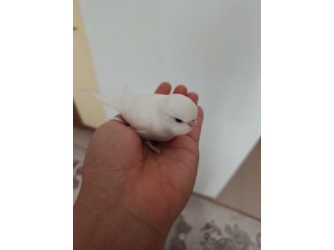 45 günlük ele alıştırmalık kuşlar