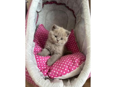 British shorthair kedimiz
