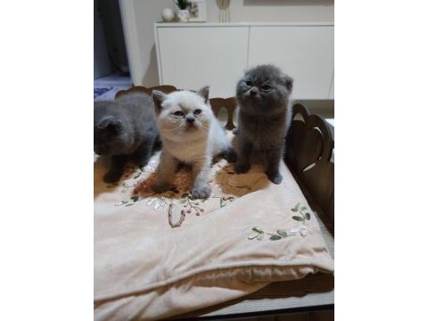 2 aylık dişi british shorthair yavrular ailelerini arıyorlar