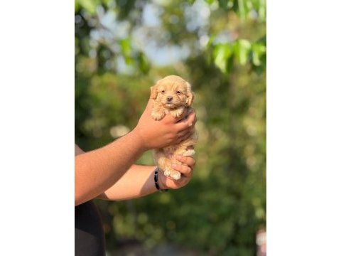 Aşılı çiş eğitimli maltıpoo  bebekler 