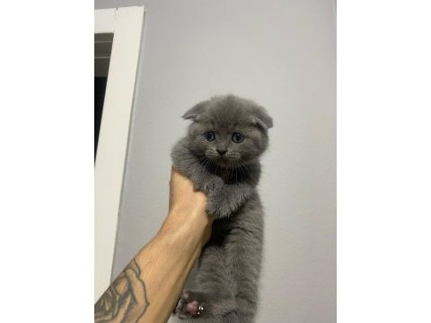 Erkek son kalan scottish fold yavrumuz a kalite
