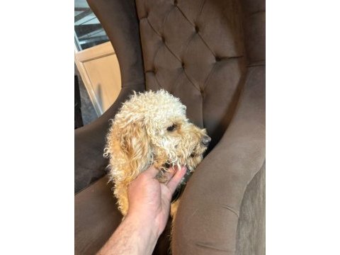 Oyuncu ilgi bağımlısı poodle