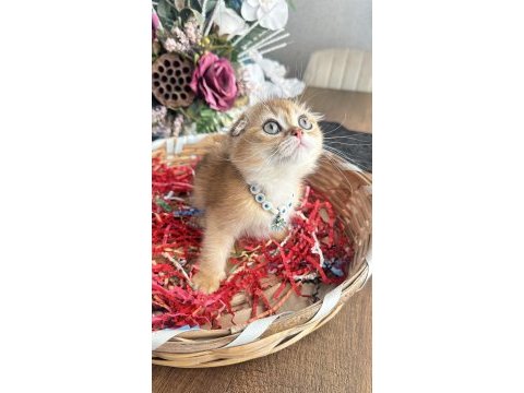 Safkan british shorthair ve scottish fold kedilerimiz