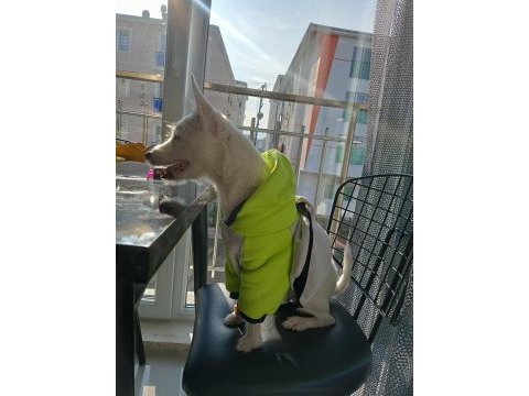 Çipli ve eğitimli yavru köpeğimiz