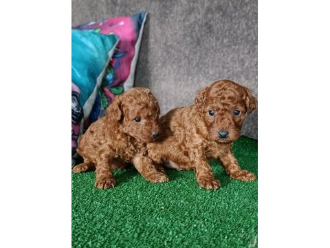 Toy poodle yavrularımız