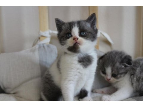 4 adet birbirinden güzel scottish fold yavruları