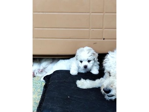 Yavru maltipoo