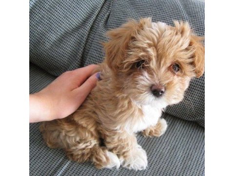 Kg garantili maltipoo