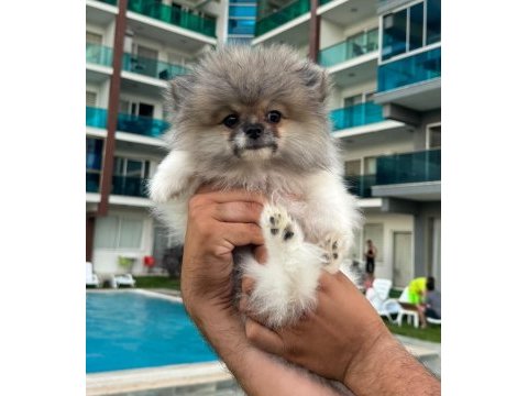 Pomeranian boo dişi tea cup