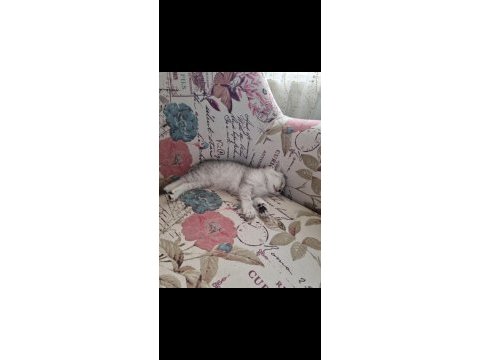 British shorthair silver renk