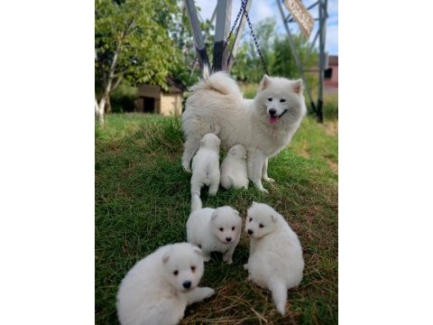 45 günlük anne baba safkan sağlıklı köpekler