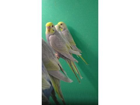 Rainbow muhabbet kuşu yavruları