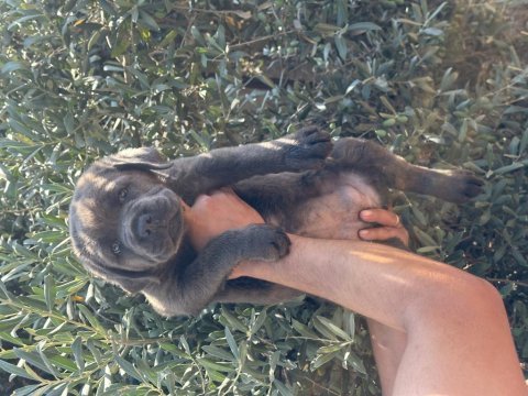 Dev a kalite blue cane corso yavru