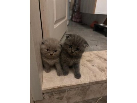 British shorthair 45 günlük yavrular