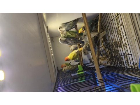 Birbirinden güzel yavru bebek sevdalar ve cennetler