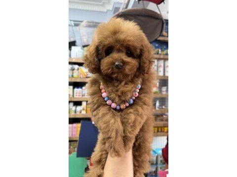 Sevimli tokyo poodle