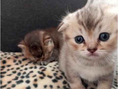 Scottish fold yavru