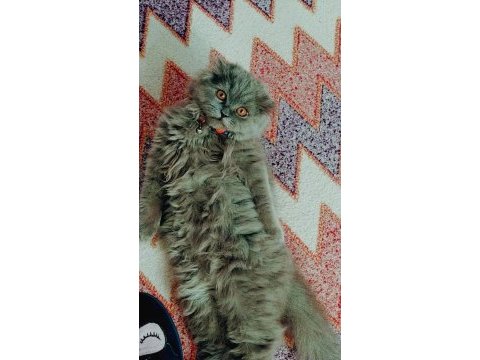 5 aylık scottish fold