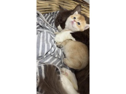 British shorthair ny 12 dişi full şecereli