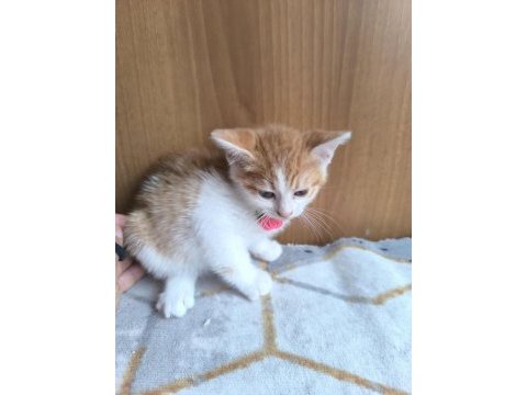 Kedimize acil yuva aranıyor