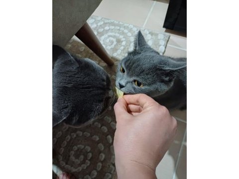 Ücretsiz kedi