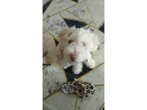 Terrier çipli köpeğimiz