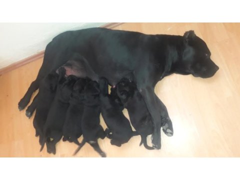 Sağlam şampiyon kanı cane corso