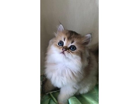 Safkan golden british longhair bebekler