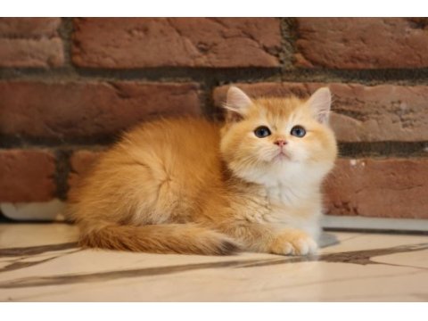 British shorthair acil yuvasını arıyor