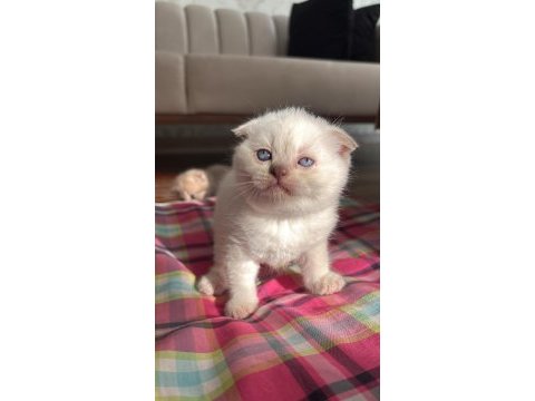 2 aylık teslime hazır scottish blue point yavrularımız