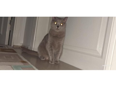 Çok uysal sevecen scottish fold
