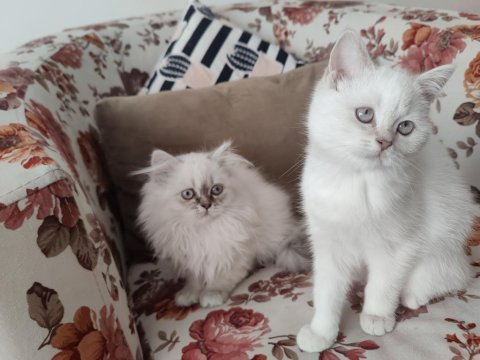 2 aylık british longhair ve shorthair dişi yavrular