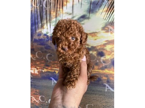Orjinal micro ayarında red brown poodle