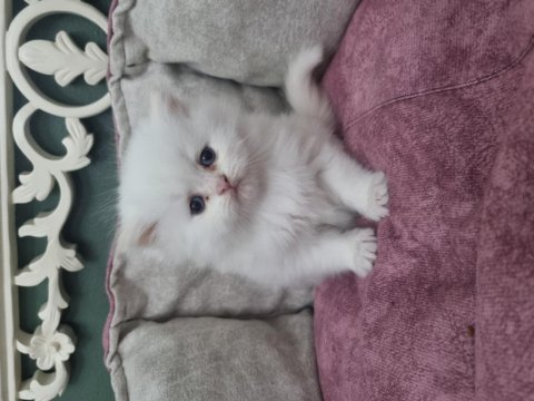 British longhair blue point silver