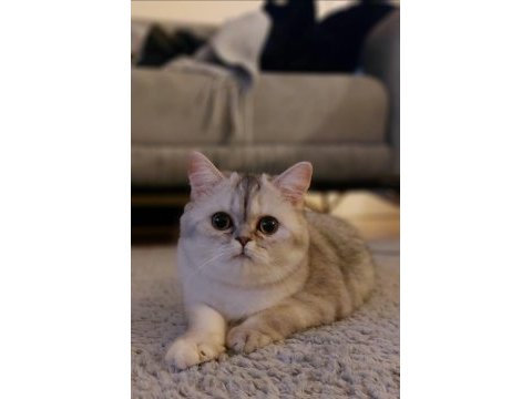 Scottish long hair british shorthair çift sahiplendiriyorum