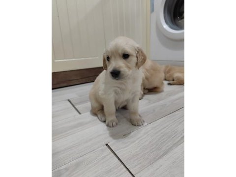 Golden retriever köpeği